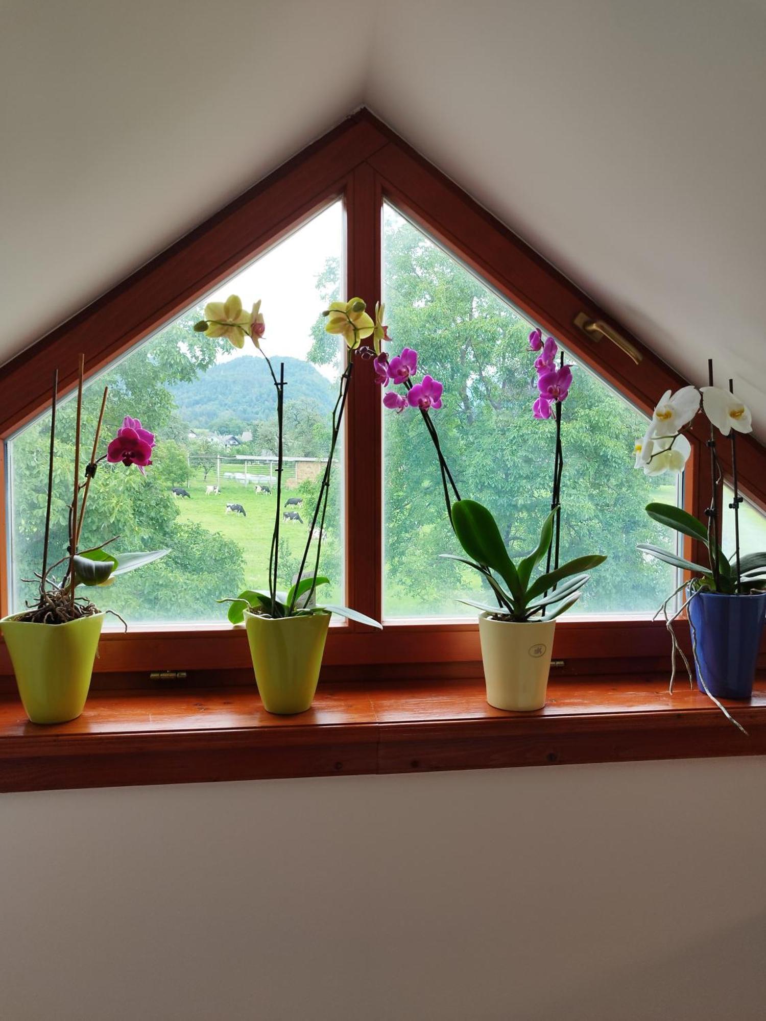 Apartma Julia Spodnje Gorje エクステリア 写真